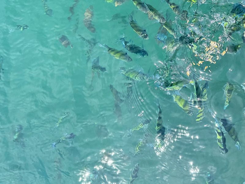 Peak Link Island Hopping