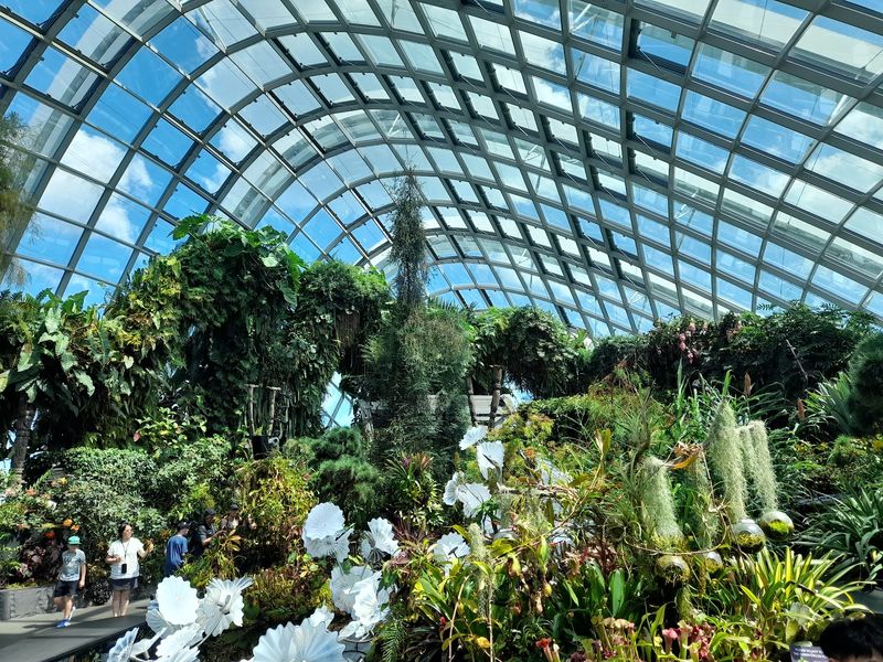 Cloud Forest
