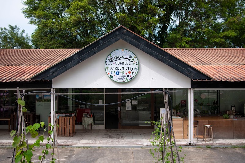 Beginner Gardener's Guide to Starting a Productive Edible Garden